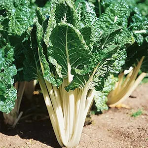 Lucullus Swiss herb seeds