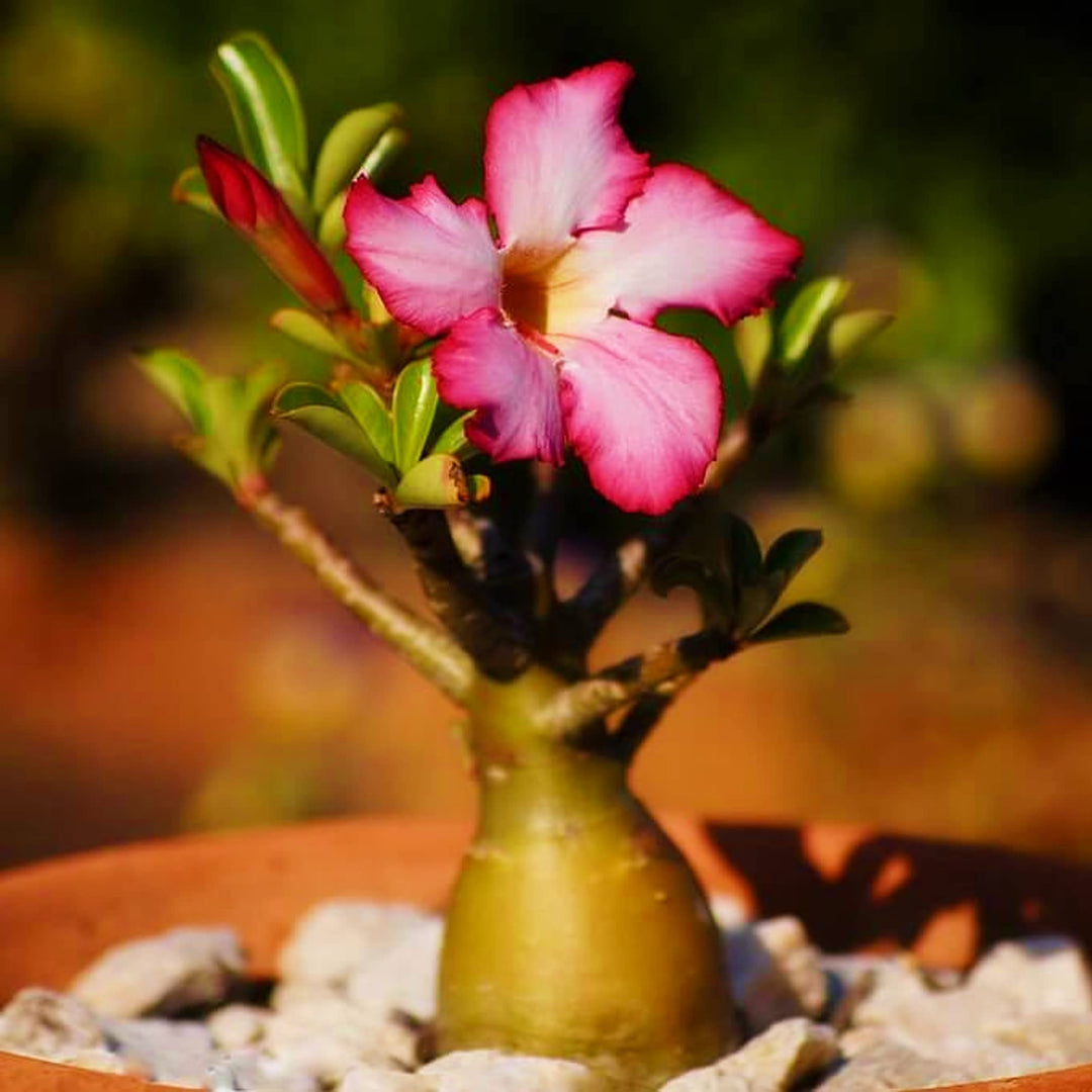pink karat flower seeds