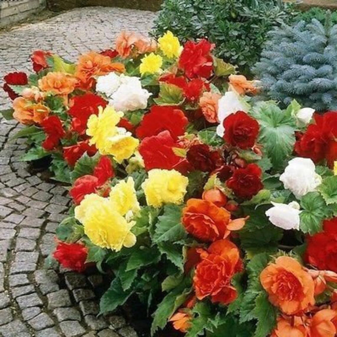 double begonia flower seeds