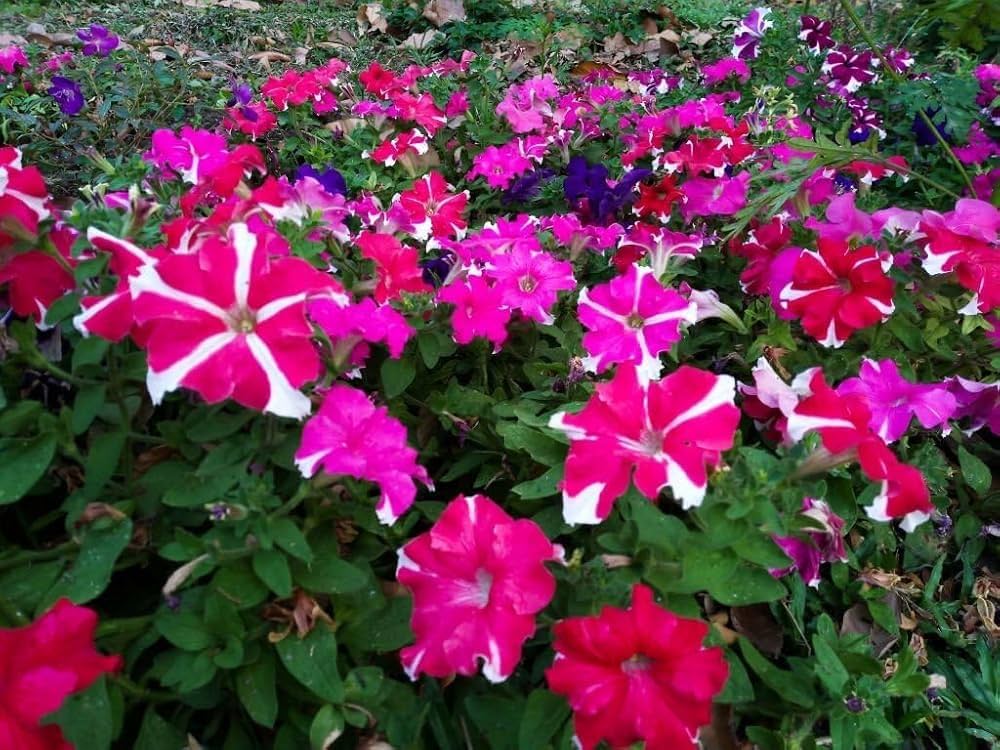 petunia hybrid flower seeds