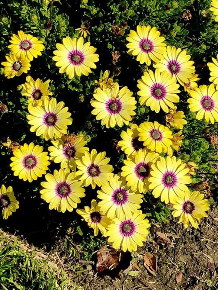 Yellow Purple Osteospermum Flower Seeds Heirloom Non-GMO High Germination Organic Garden Seeds for Planting