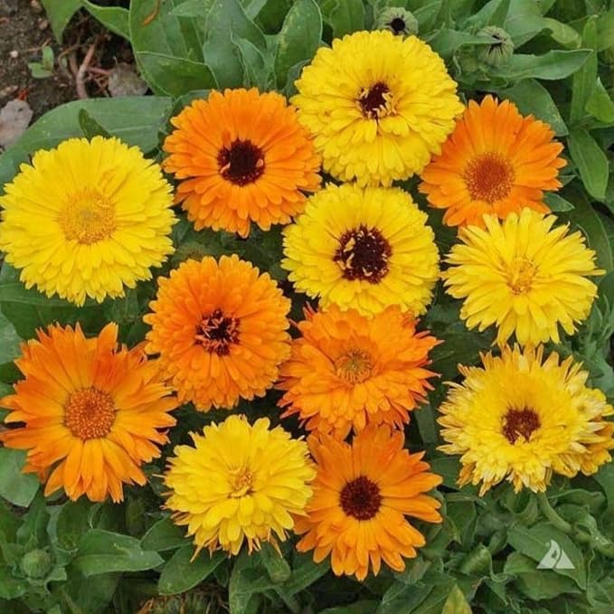 Pot Marigold (Calendula) Seeds for Planting – Heirloom, Non-GMO Garden Seeds