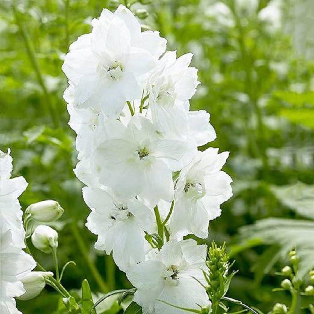white larkspur flower seeds