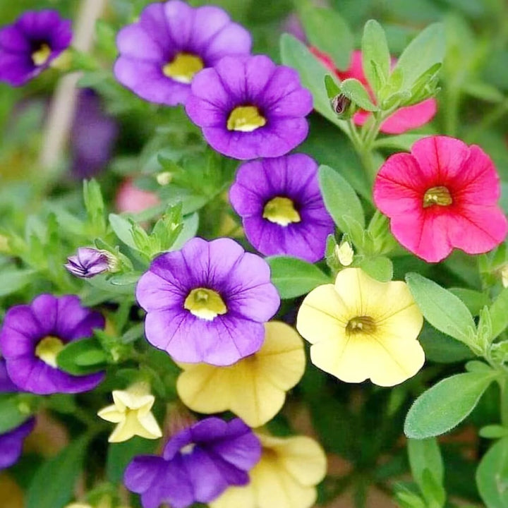 Mixed Calibrachoa Flower Seeds Perennial – Heirloom, Non-GMO, High Germination Seeds