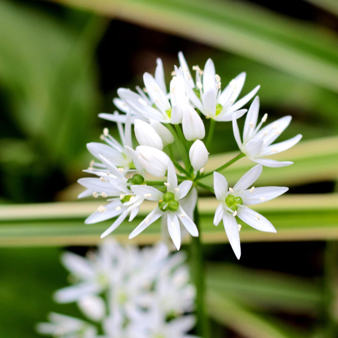 ramsons allium flower seeds