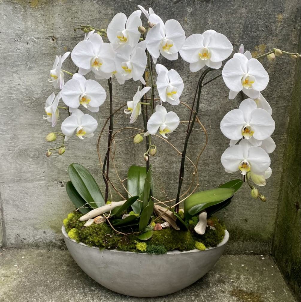 Orchid Flower Seeds White – Heirloom, Non-GMO, High Germination Seeds
