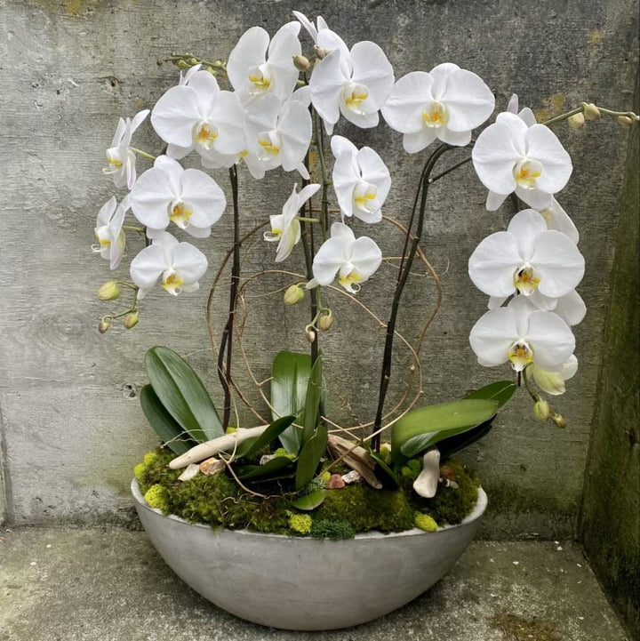 Orchid Flower Seeds White – Heirloom, Non-GMO, High Germination Seeds