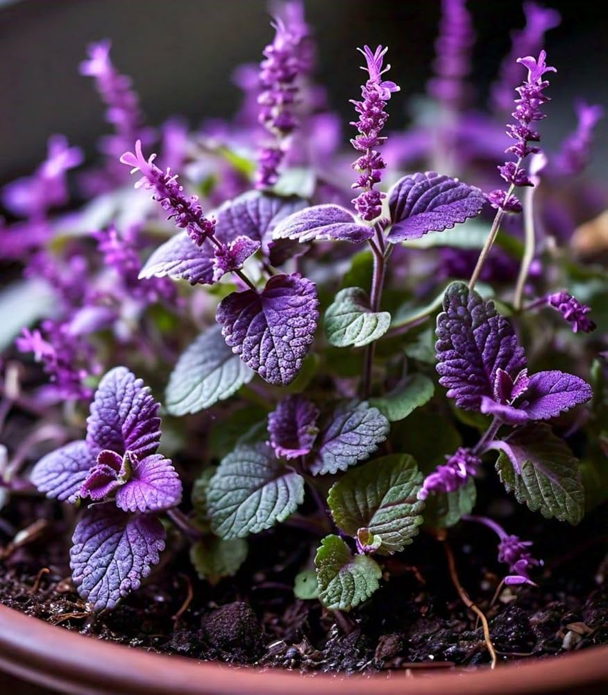 mosquito repelling flower seeds