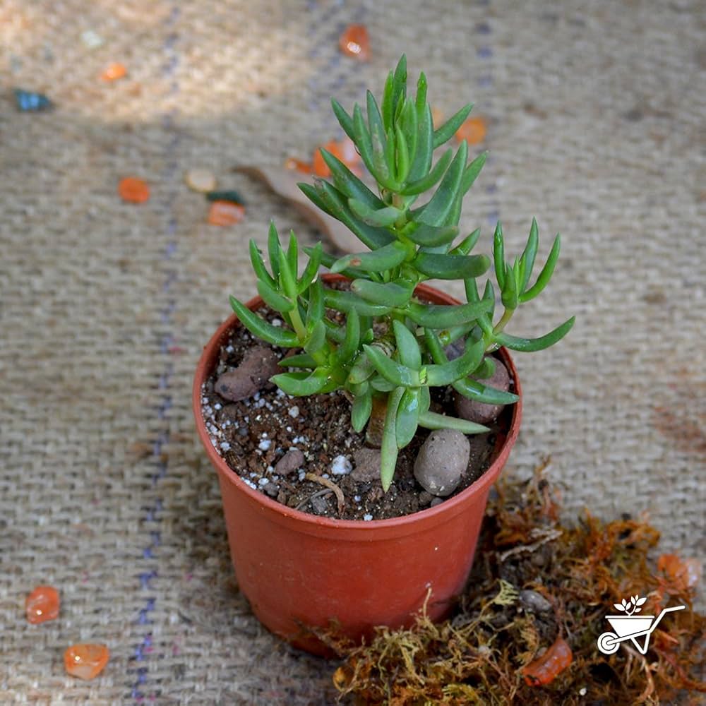 Propeller Plant herb seeds