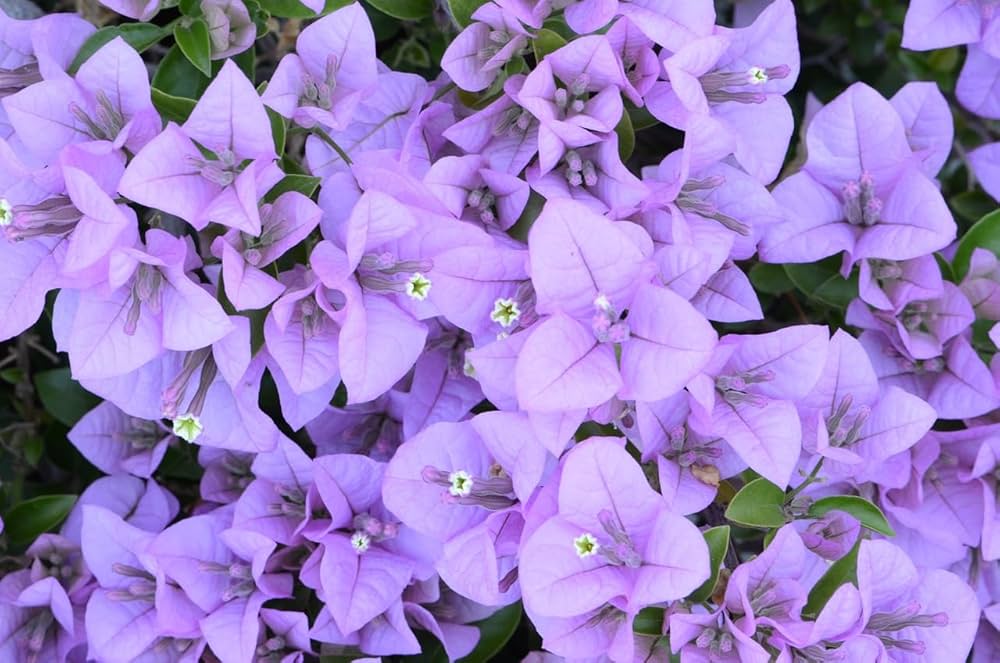 Light Violet Bougainvillea Flower Seeds Heirloom Non-GMO High Germination Organic Garden Seeds for Planting