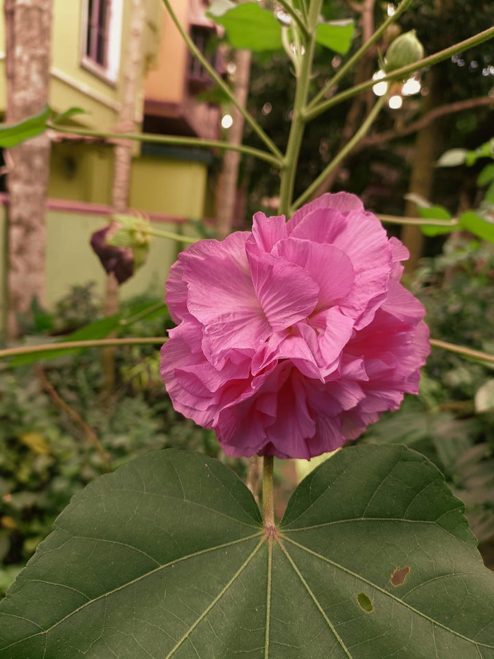 Pink Hibiscus Sabdariffa Flower Seeds – Heirloom, Non-GMO, High Germination Seeds