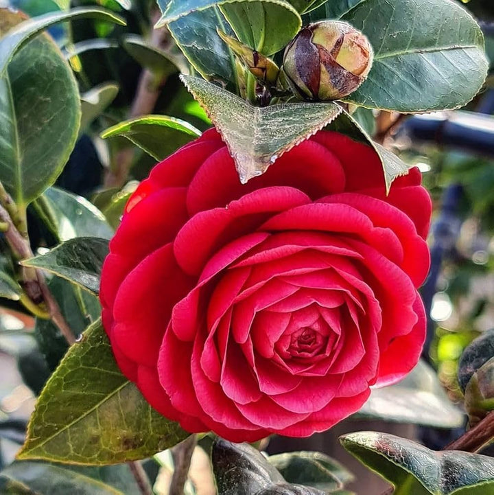 Camellia japonica Flower Seeds for Planting