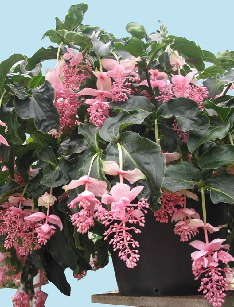 Chandelier Plant herb seeds