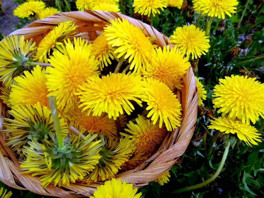 Dandelion For herb seeds