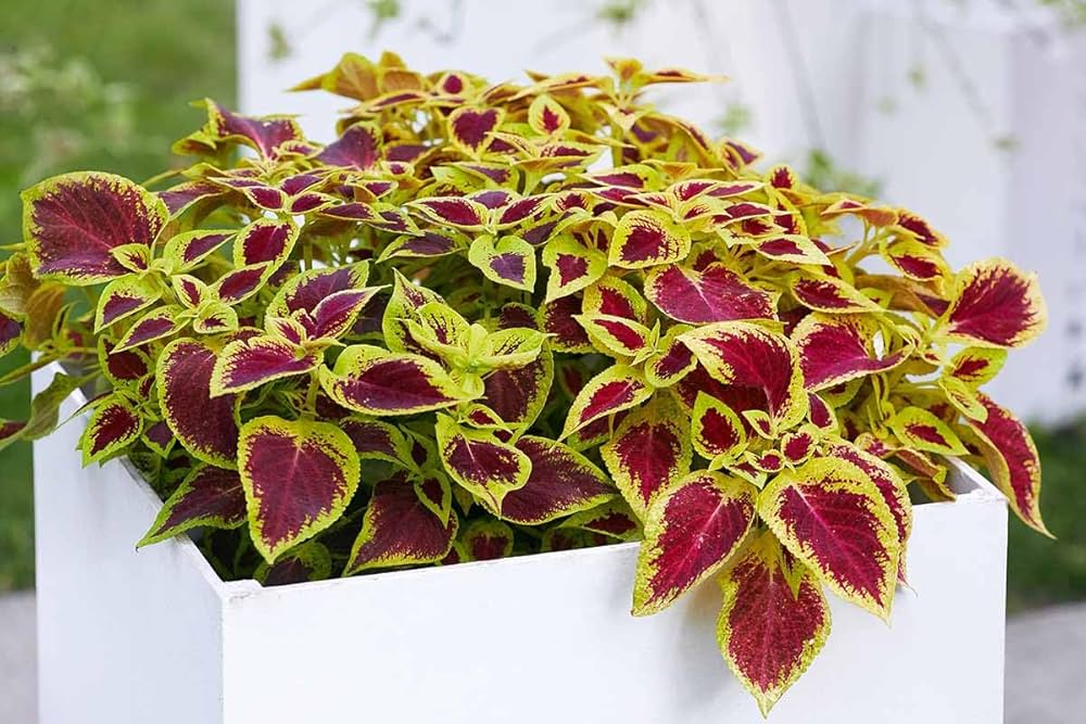 golden coleus flower seeds