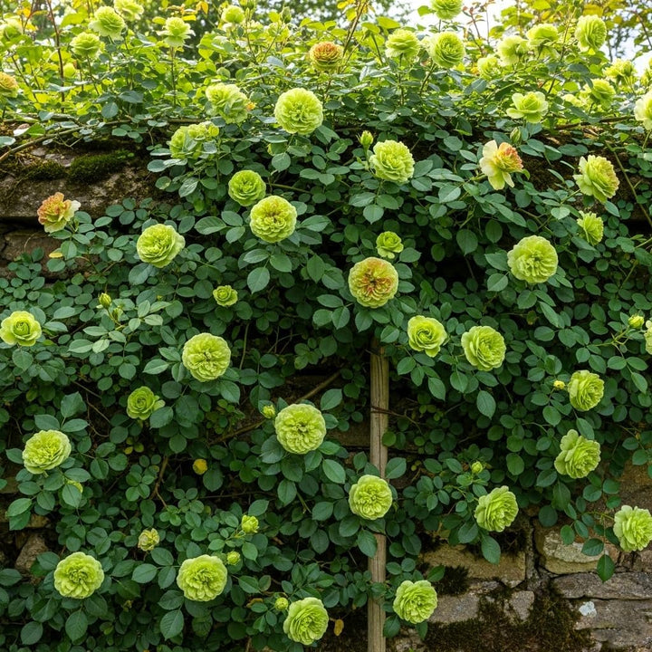 Green Climbing Rose Plant Seeds – Heirloom, Non-GMO, High Germination Seeds