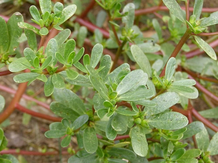 Green Purslane Flower Seeds – Heirloom, Non-GMO, High Germination Seeds