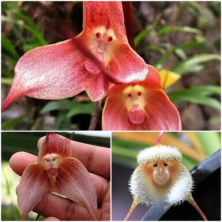 Monkey Face Orchid Flower Seeds Red – Heirloom, Non-GMO, High Germination Seeds