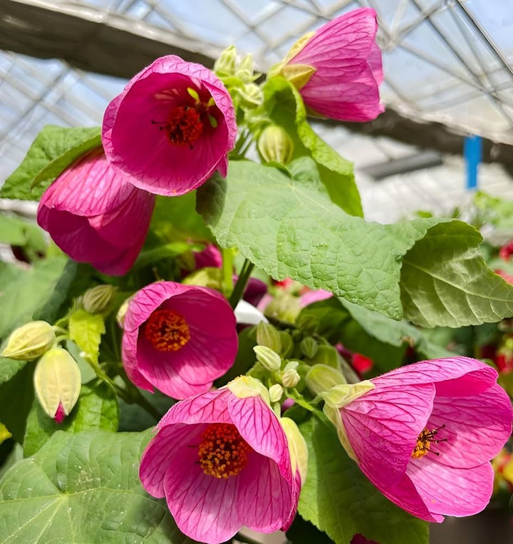 Pink Lantern Hibiscus Flower Seeds – Heirloom, Non-GMO, High Germination Seeds