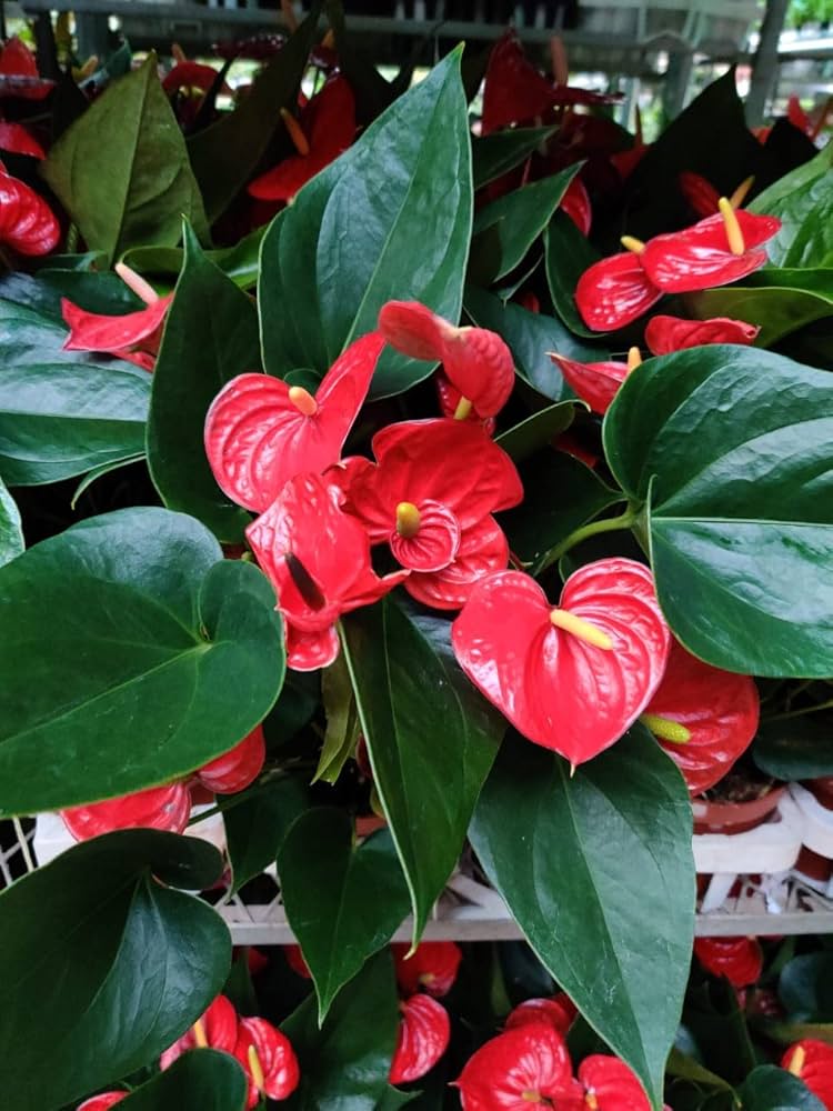 anthurium andraeanum flower seeds