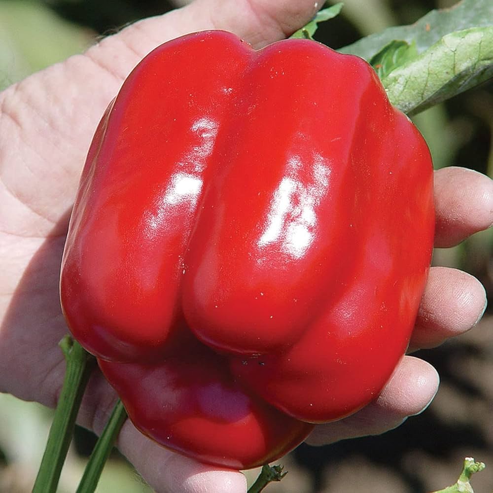 pepper capsicum flower seeds