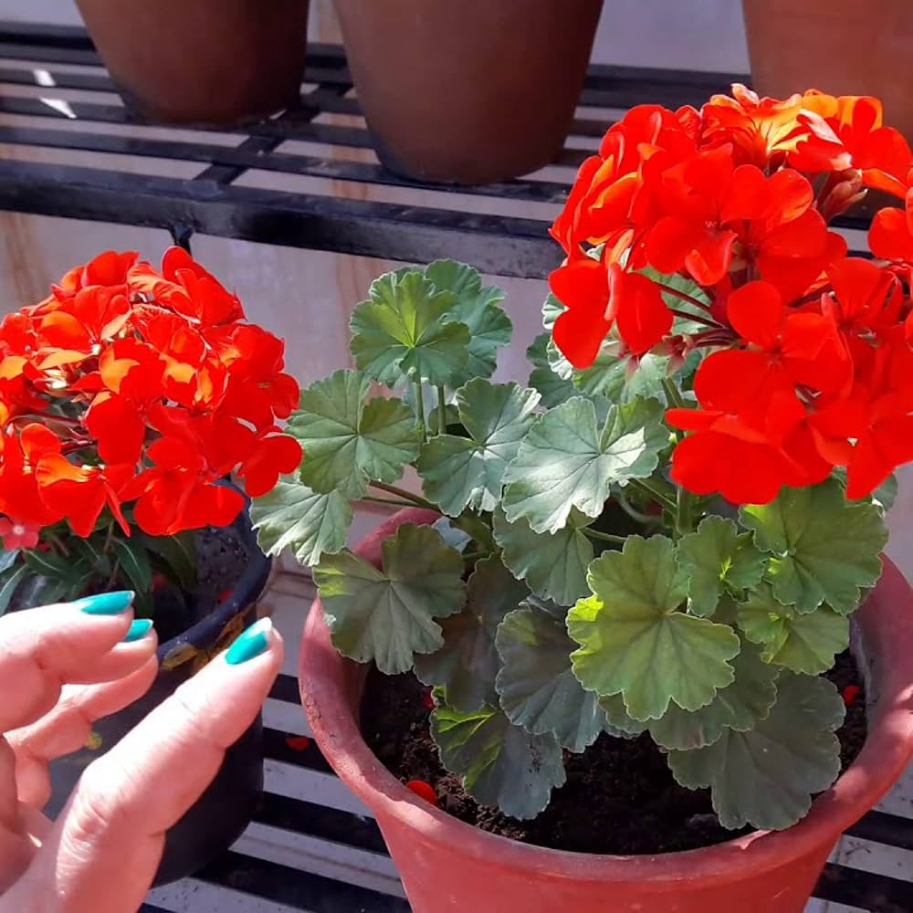 red geranium flower seeds
