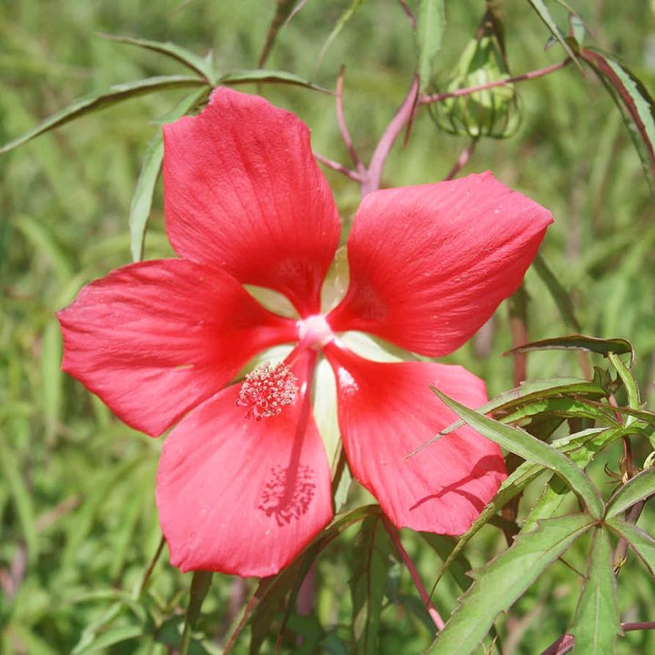 Red Texas Star Hibiscus Seeds for Planting