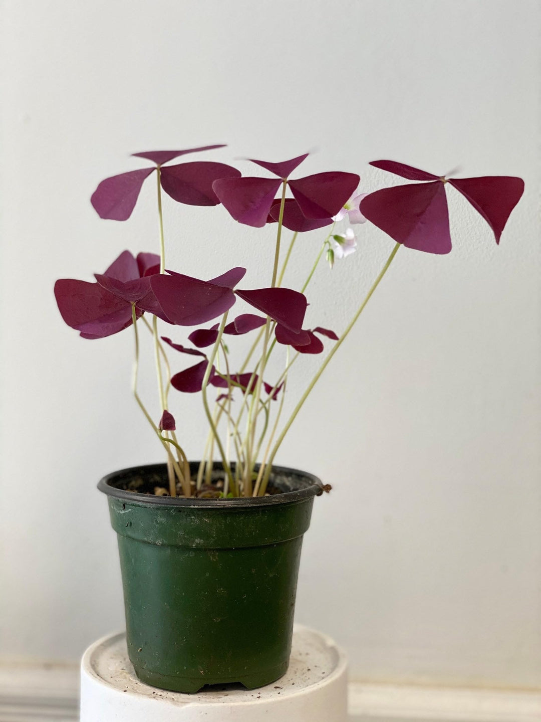Oxalis Oxalis herb seeds