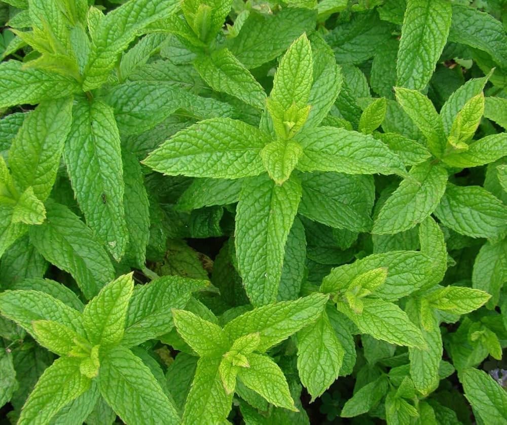 Green Spearmint herb seeds