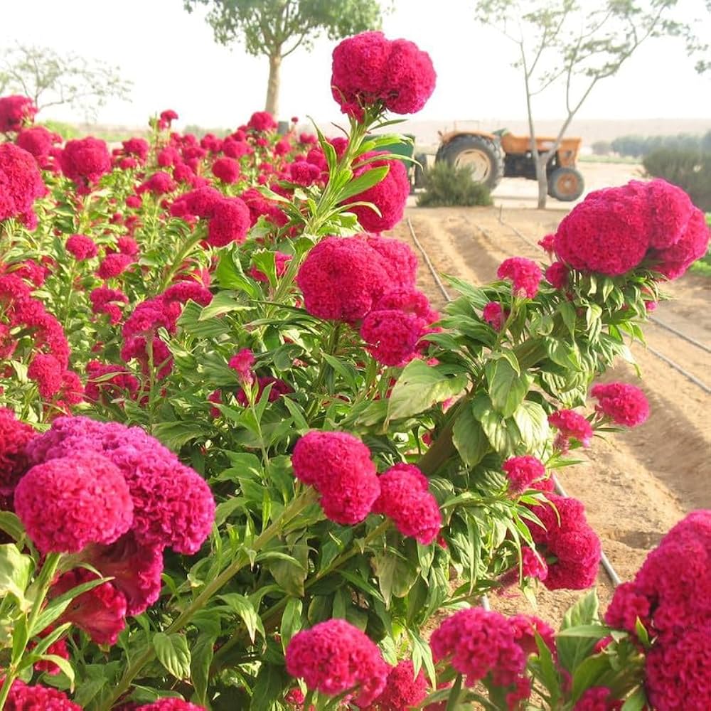celosia century flower seeds