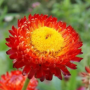 red helichrysum flower seeds