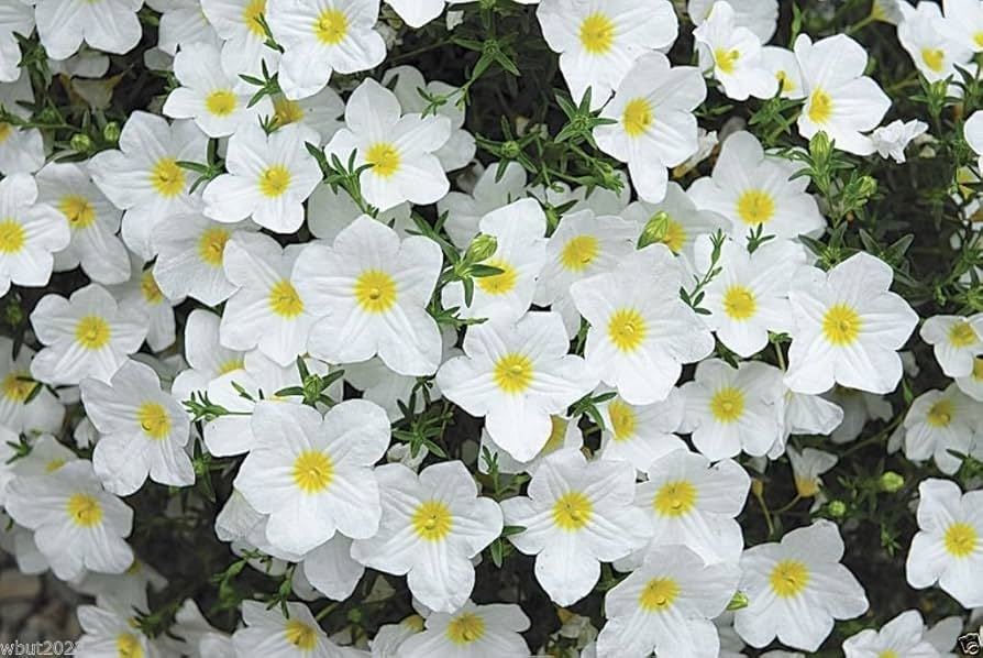 White Nierembergia Flower Seeds – Heirloom, Non-GMO, High Germination Organic Garden Seeds
