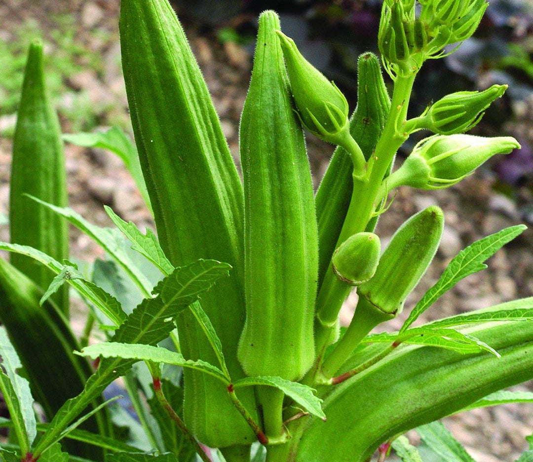 okra for flower seeds