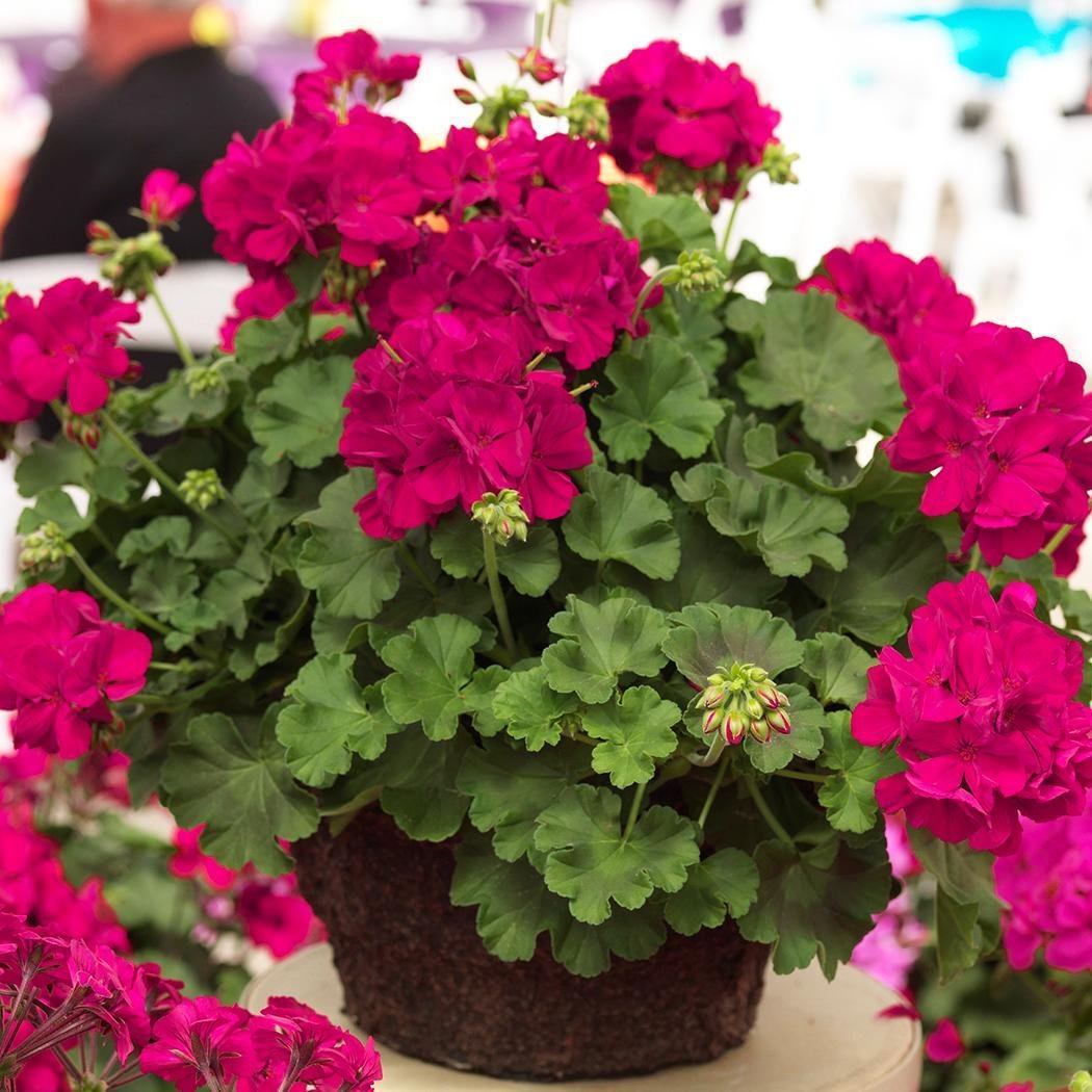 pelargonium peltatum flower seeds