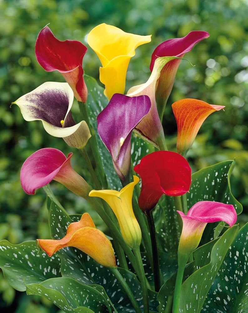calla lily flower seeds