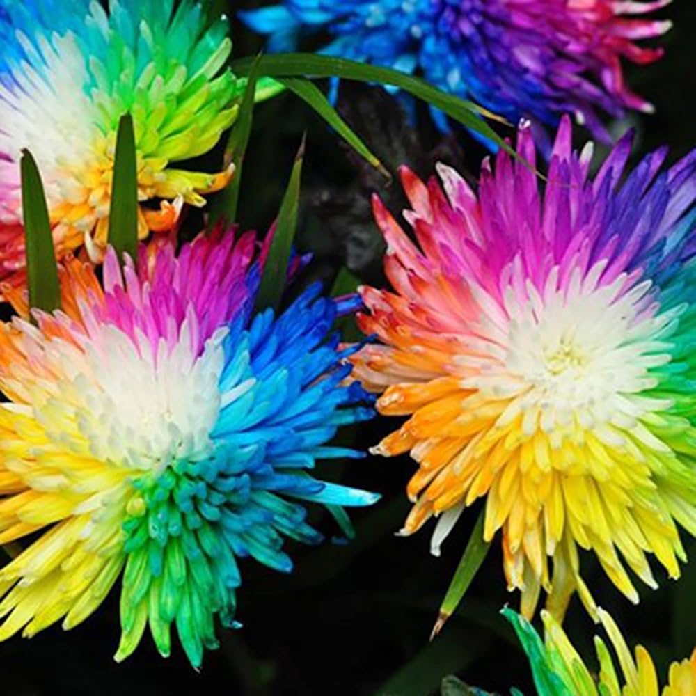rainbow heuchera flower seeds