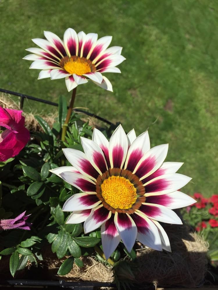 gazania rigens flower seeds