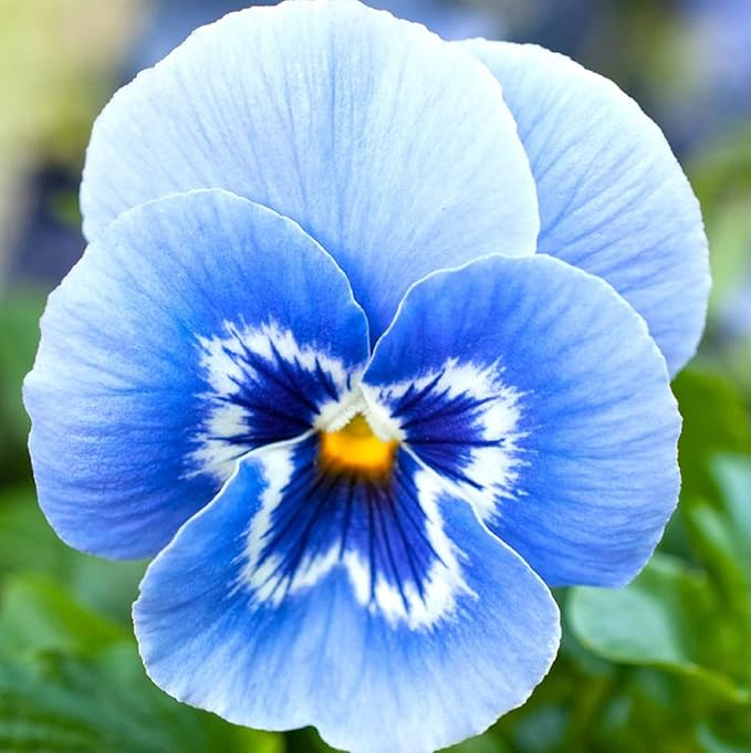 blue pansy flower seeds