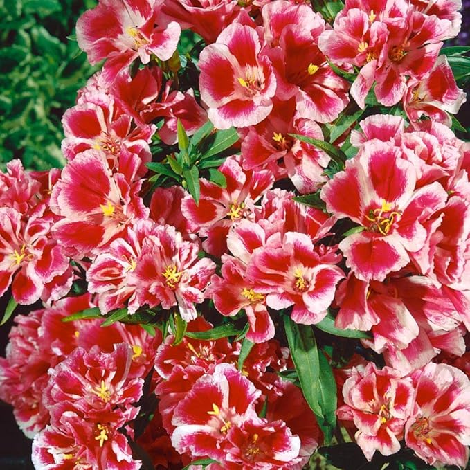 godetia rembrandt flower seeds