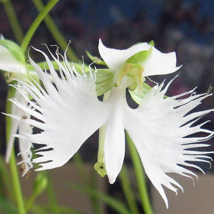 Egret Orchid Flower Seeds – Heirloom, Non-GMO, High Germination Organic Garden Seeds