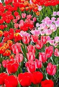 double tulip flower seeds