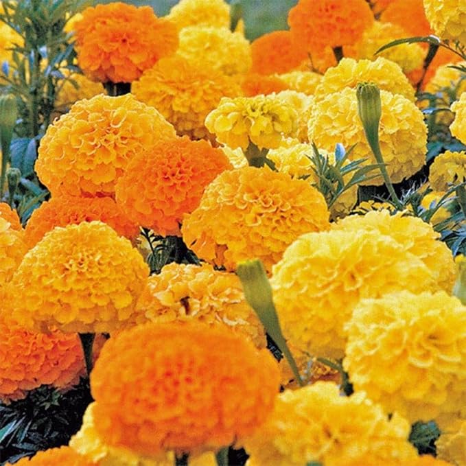 yellow tagetes flower seeds