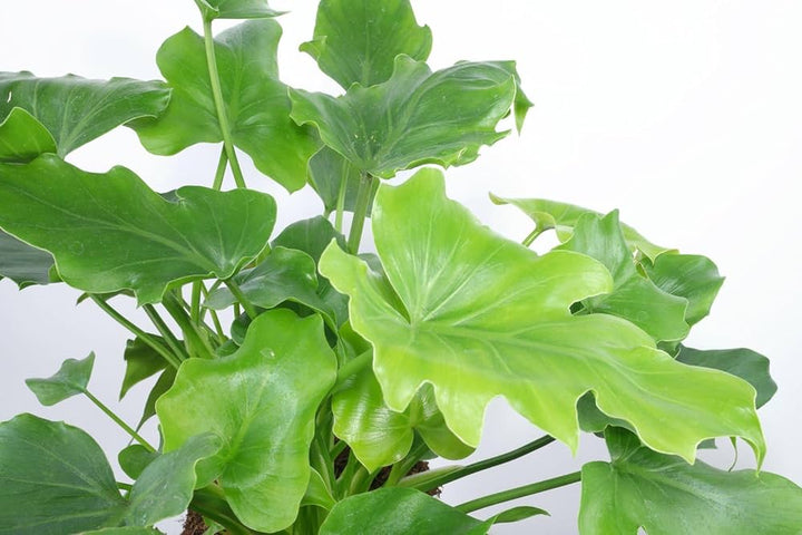 Futaba Philodendron Selloum Koch Seeds - Heirloom Non-GMO High Germination Seeds