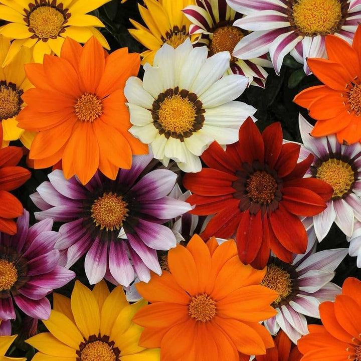 Gazania Flower Seeds for Planting