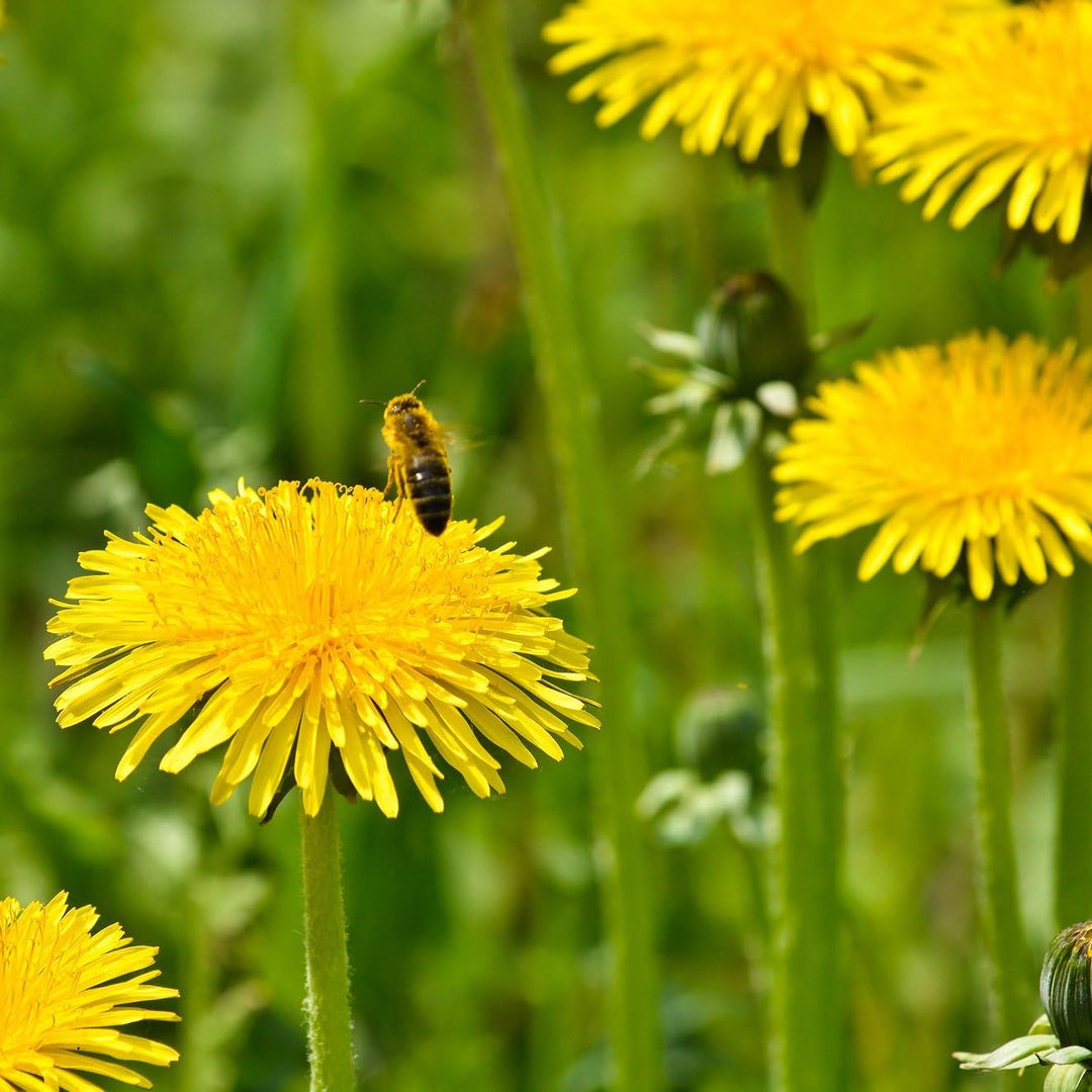 dandelion plant flower seeds