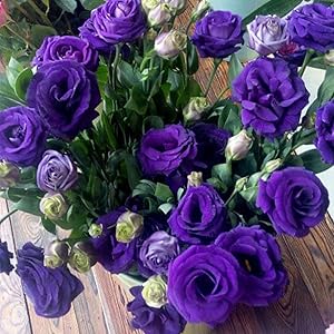 eustoma perennial flower seeds