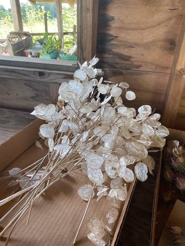 White Money Plant Lunaria Seeds for Planting