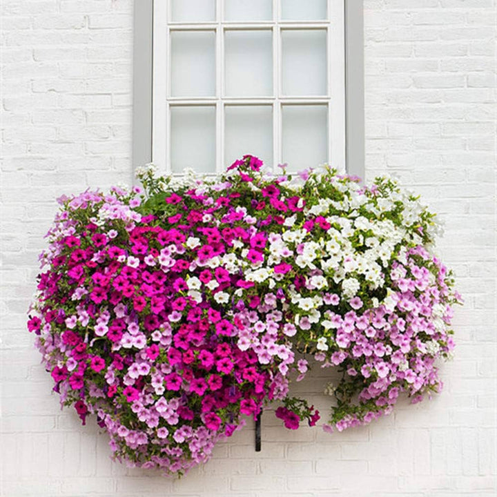 Mixed Dendrobium Flower Seeds – Heirloom, Non-GMO, High Germination Seeds