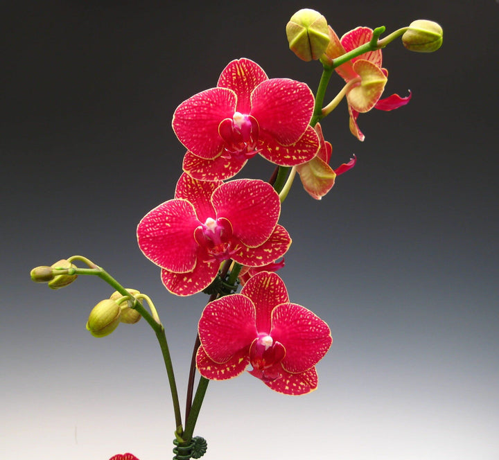 Red Blooming Orchid Flower Seeds – Heirloom, Non-GMO, High Germination Organic Garden Seeds for Planting