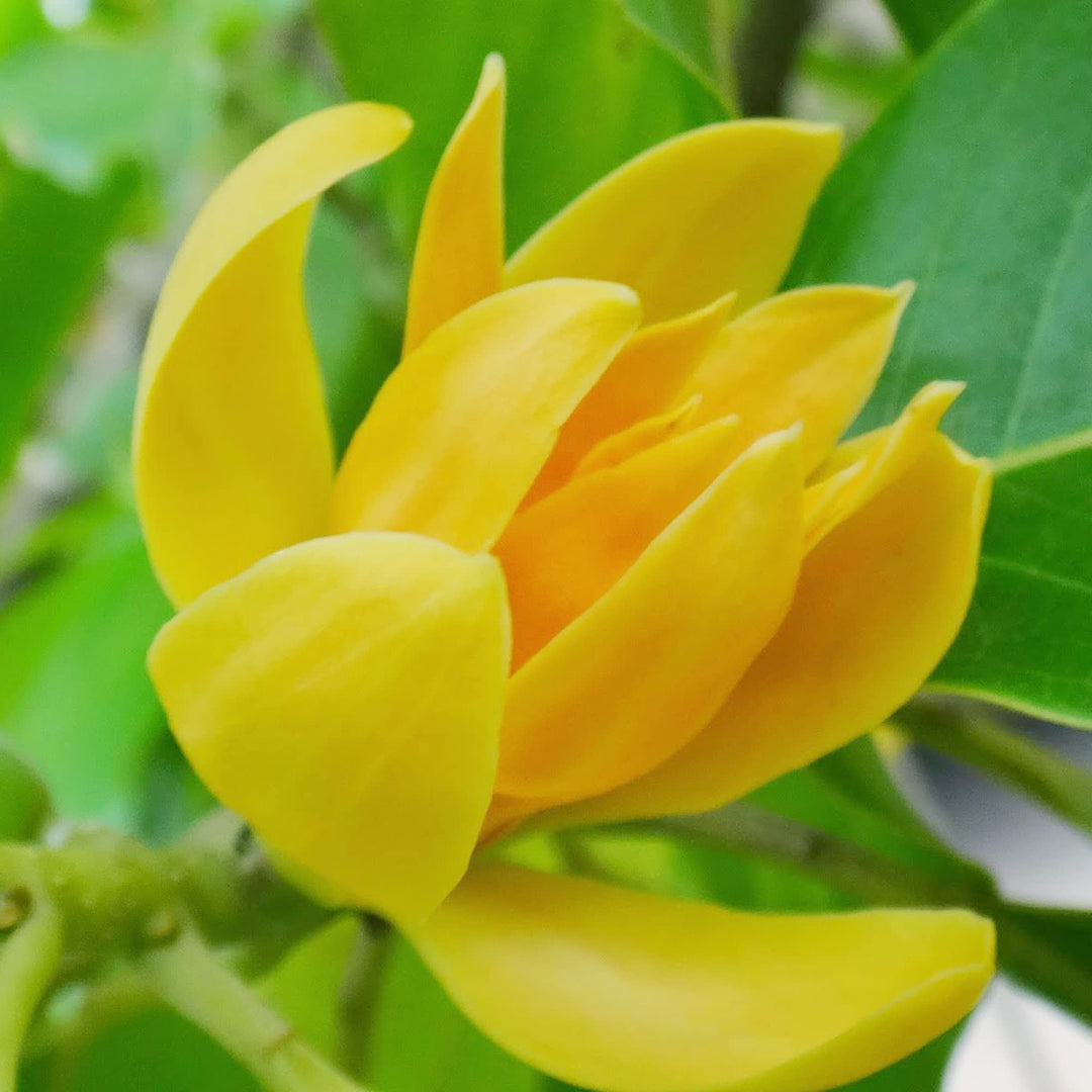 orange orange flower seeds